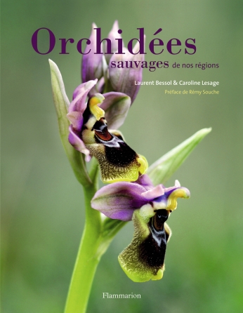 Orchidées sauvages de nos régions